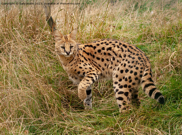 Serval Cat turning Picture Board by Sally Wallis