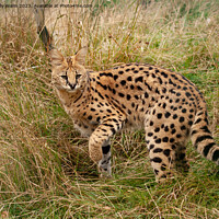 Buy canvas prints of Serval Cat turning by Sally Wallis