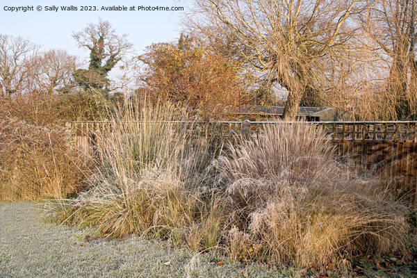 Grasses with frost on them Picture Board by Sally Wallis
