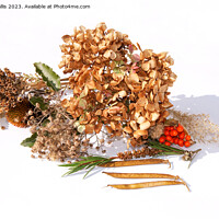Buy canvas prints of Collection of seed heads including hydrangea, bottle brush, sweet pea and datura by Sally Wallis
