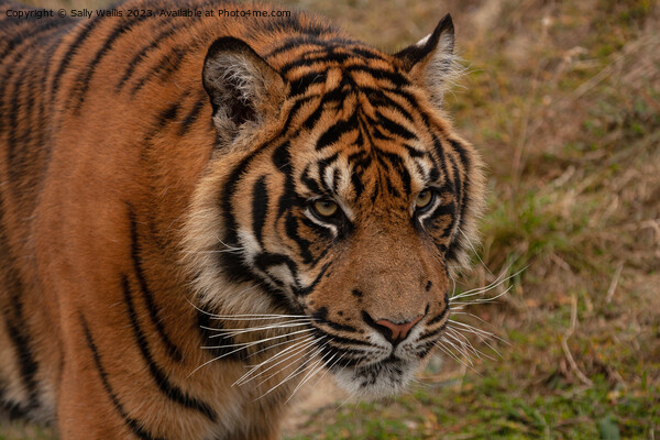 Sumatran Tiger Picture Board by Sally Wallis