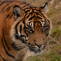 Buy canvas prints of Sumatran Tiger by Sally Wallis