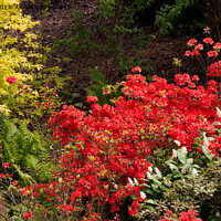 Buy canvas prints of Azaleas and acers by Sally Wallis