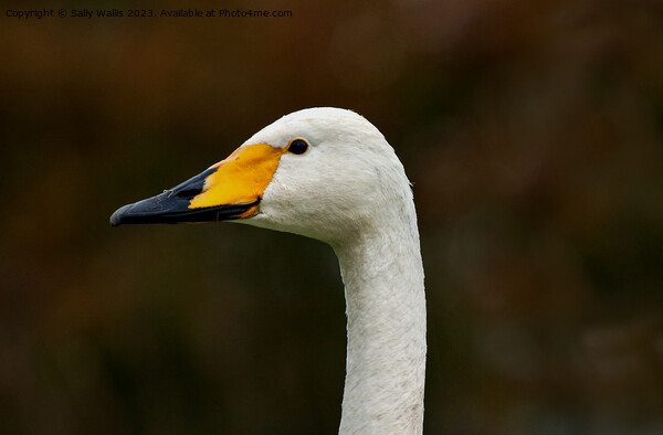 Portrait of a whooper swan Picture Board by Sally Wallis