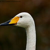 Buy canvas prints of Portrait of a whooper swan by Sally Wallis
