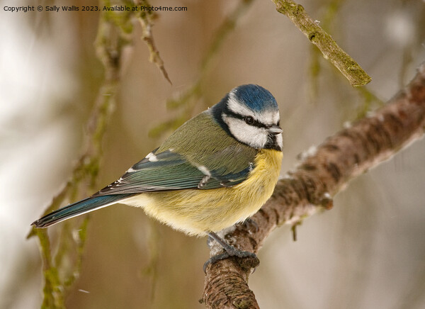 Blue tit feeling the cold Picture Board by Sally Wallis