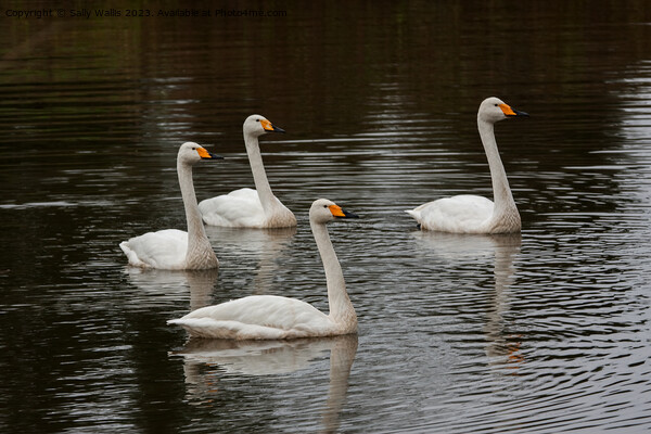 Family of whooper swans  Picture Board by Sally Wallis