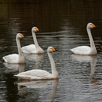 Buy canvas prints of Family of whooper swans  by Sally Wallis