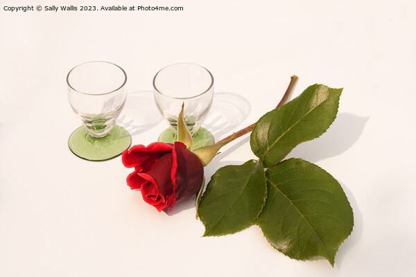 Glasses and a rose bud Picture Board by Sally Wallis