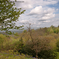 Buy canvas prints of Spring on the North Downs by Sally Wallis