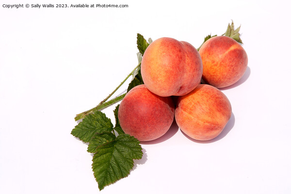 Ripe peaches Picture Board by Sally Wallis