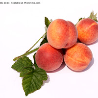 Buy canvas prints of Ripe peaches by Sally Wallis