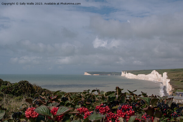 Seven Sisters, Sussex through a curtain of viburnum Picture Board by Sally Wallis