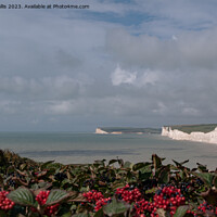 Buy canvas prints of Seven Sisters, Sussex through a curtain of viburnum by Sally Wallis