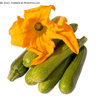 Buy canvas prints of Zucchini and flower by Sally Wallis