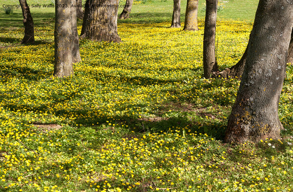 Carpet of bright yellow celandines Picture Board by Sally Wallis