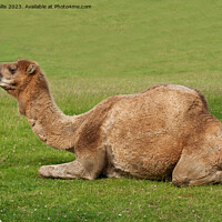 Buy canvas prints of Camel couchant ! by Sally Wallis