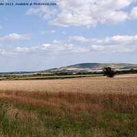 Buy canvas prints of South Downs across Wheat Field by Sally Wallis