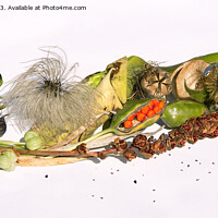 Buy canvas prints of seeds for next year by Sally Wallis