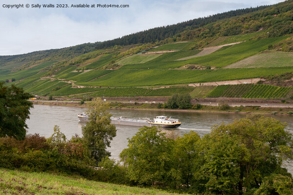 Freighter on the Rhine Picture Board by Sally Wallis