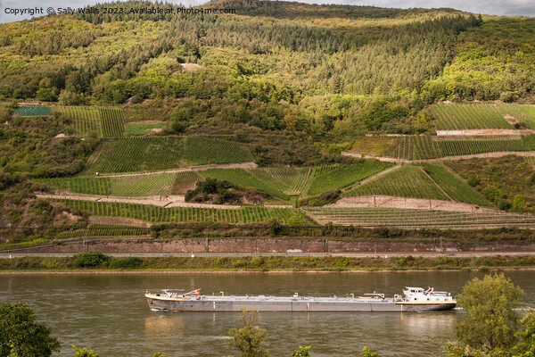 Vineyards along the Rhine Picture Board by Sally Wallis