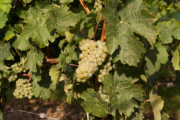 White wine grapes Picture Board by Sally Wallis