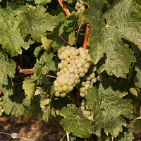 Buy canvas prints of White wine grapes by Sally Wallis
