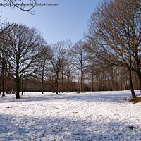 Buy canvas prints of Abbots Wood in Snow by Sally Wallis