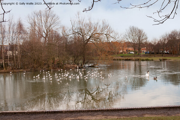 The Common Pond Picture Board by Sally Wallis