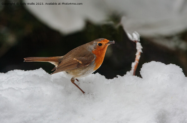 Robin in deep snow Picture Board by Sally Wallis