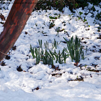 Buy canvas prints of Snow on daffodils by Sally Wallis