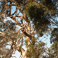 Buy canvas prints of Close up of Gnarled Blue gum by Sally Wallis