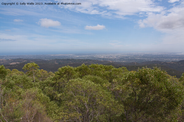 Adelaide from Mount Lofty Picture Board by Sally Wallis