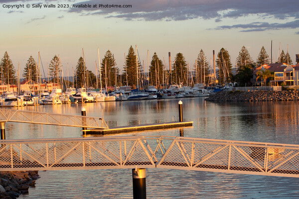 Adelaide Yacht basin Picture Board by Sally Wallis