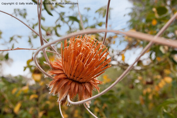 Dried Protea hanging in a garden Picture Board by Sally Wallis