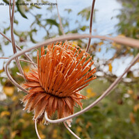 Buy canvas prints of Dried Protea hanging in a garden by Sally Wallis