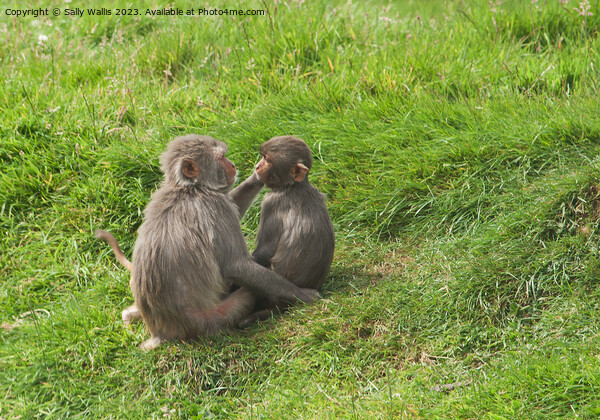 Monkeys grooming  Picture Board by Sally Wallis