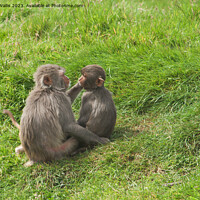 Buy canvas prints of Monkeys grooming  by Sally Wallis