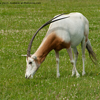 Buy canvas prints of Scimitar-Horned Oryx, endangered species by Sally Wallis