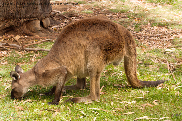 Kangaroo grazing Picture Board by Sally Wallis