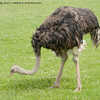Buy canvas prints of Ostrich by Sally Wallis