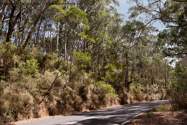 Australian Highway past gumtrees Picture Board by Sally Wallis