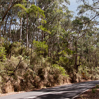 Buy canvas prints of Australian Highway past gumtrees by Sally Wallis