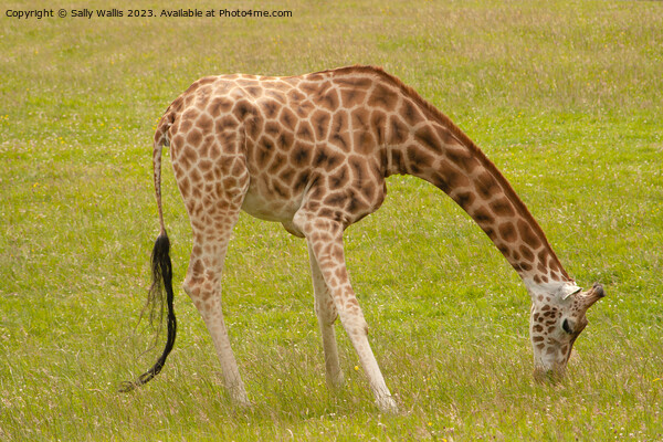 Giraffe grazing Picture Board by Sally Wallis