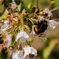 Buy canvas prints of Bee sucking cherry blossom by Sally Wallis