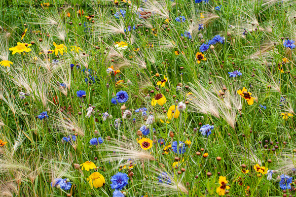 Cornflowers grasses daisies Picture Board by Sally Wallis