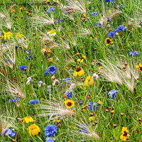 Buy canvas prints of Cornflowers grasses daisies by Sally Wallis