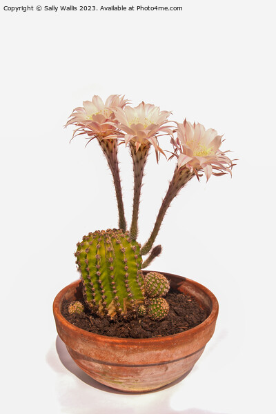 Echinopsis cactus In flower Picture Board by Sally Wallis