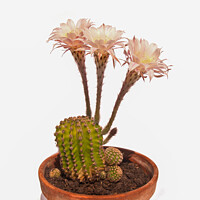 Buy canvas prints of Echinopsis cactus In flower by Sally Wallis
