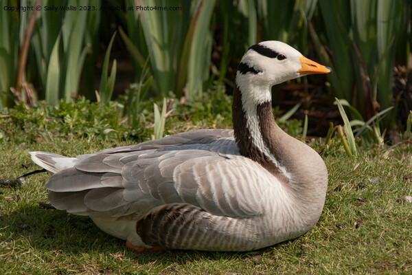 Asian Bar-headed Goose Picture Board by Sally Wallis